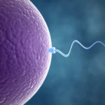 sperm-egg