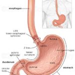 stomach-anatomy