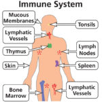 Immune-System-800