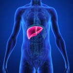 diagram-of-the-liver-which-creates-cholesterol-in-the-body