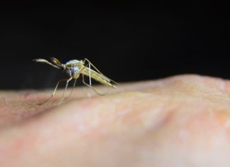 Домашно средство против комарци од само три состојки