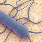 listeria