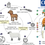 Life-cycle-of-Echinococcus-granulosus-Source-wwwcdcgov