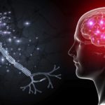 human-nerve-cell–illustration-651425163-5b205b168e1b6e003681b4af