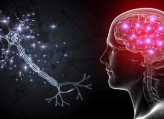 Откриена група протеини која помага во обновување на оштетените нервни клетки