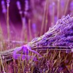 lavanda-in-fiore-14