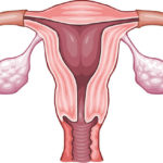 uterus