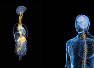 Во вашето тело се наоѓа вагус – нерв луталник според кој знаете дека нешто не е во ред