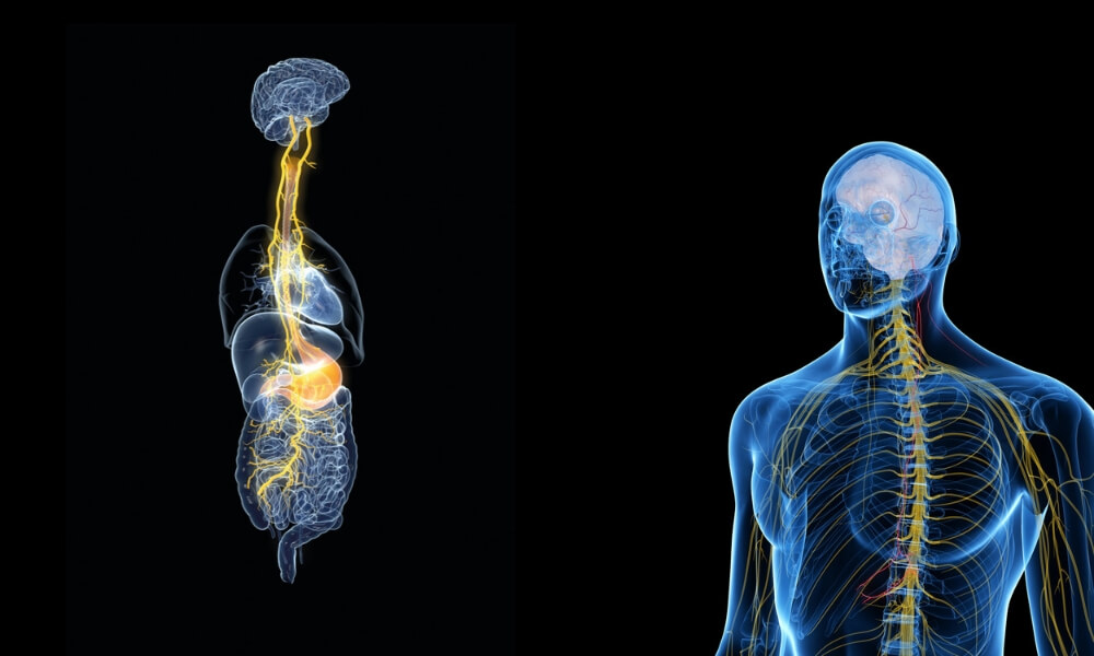 Вагус. Vagus nerve. Vagus nerve Anatomy. Вагус 3д. Vagus nerve Damage.