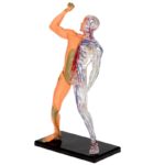 johntoys-set-za-male-naucnike-otkrij-covekovo-telo-29569_t59b6dabed2802