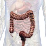 Male Internal Anatomy of Chest and Abdomen with Large Intestine Highlighted