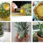 ananas
