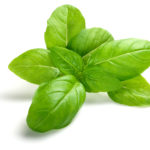 green-basil