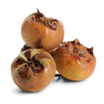 medlar-musmula