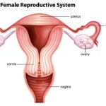 ovary-1024×691