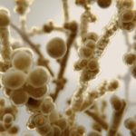 Candida-auris-vaccine-750×450