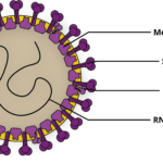 Coronavirus-Diagram