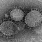 Koronavirus-MERS001-830×0