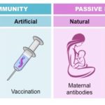 immunity-types
