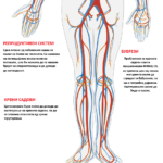 humaн