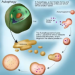 AVTOFAGIA 2