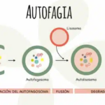 AVTOFAGIA 8