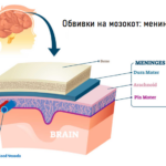 МЕНИНГЕС