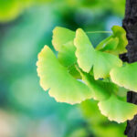 ginko biloba