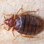 badbugs 1