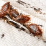 badbugs7