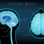 human brain