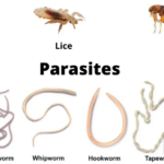 PARAZITI