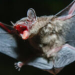 bat