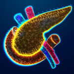 pancreas