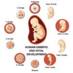 fetus
