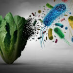 listeria 18
