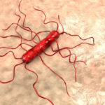 listeria 18887