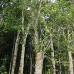 Agarwood