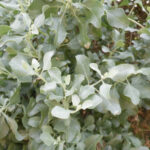 Atriplex halimus