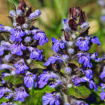 Bugleweed