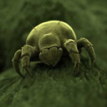 Dust mites