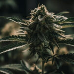 marijuana
