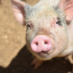 Absolutely Adorable Pig Looking Up With a Human Like Expression