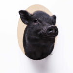 close-up-ortrait-cute-black-pig
