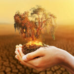 hand-holding-burning-tree-with-dry-river-background
