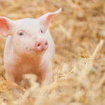 Newborn pig in the hay and straw.