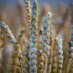 Khorasan wheat or Oriental wheat, commercially known as Kamut, is a tetraploid wheat species.