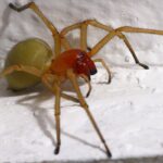 1200px-Cheiracanthium_punctorium