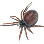 Steatoda_bipunctata_female_(aka)