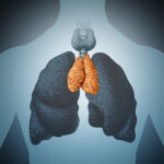 Thymus,Human,Organ,And,Gland,Anatomy,With,Lungs,And,Thyroid